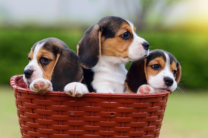 The Beagle is a scent hound, meaning they have an incredible sense of smell. Beagles have around 220 million scent receptors in their nose - 44 times as many as a human.