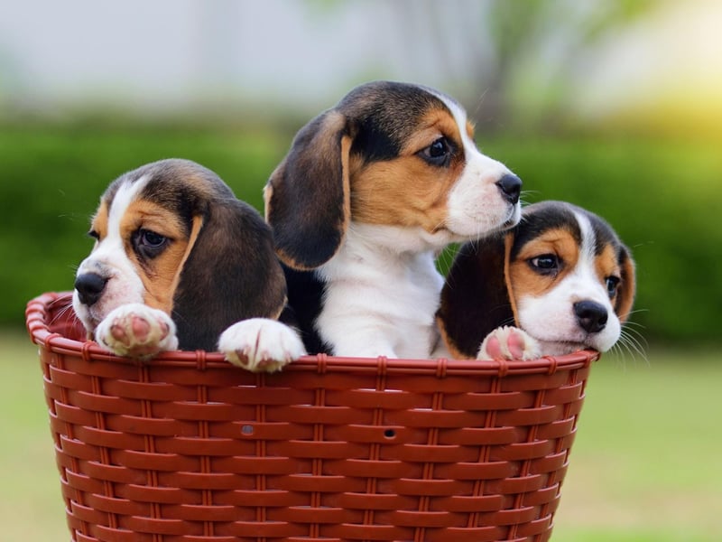 The Beagle is a scent hound, meaning they have an incredible sense of smell. Beagles have around 220 million scent receptors in their nose - 44 times as many as a human.