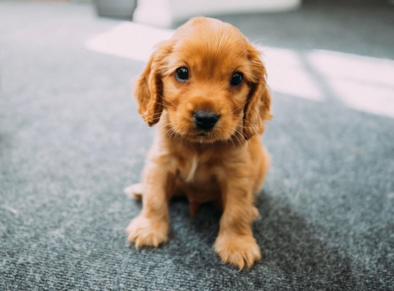 Taking the final podium spot when it comes to puppy popularity is the Cocker Spaniel. Like the Labrador, they are a gun dog - by far the UK's most popular breed group.