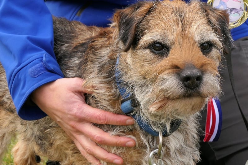 If you think that Border Terriers are the best doog breed, then Max could be the name for you. It's short for Maximillion - a Latin name meaning 'the greatest'.