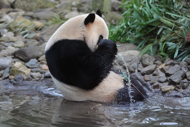 Yang Guang, the male panda enjoying a bath in 2011. 
Pic Neil Hanna