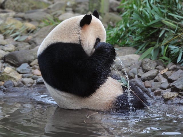 Yang Guang, the male panda enjoying a bath in 2011. 
Pic Neil Hanna