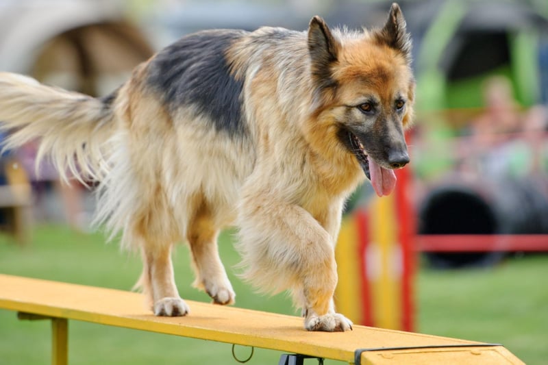 Used for everything from drug detection to sniffing out explosives, the German Shepherd is another breed in the top tier of canine intelligence - understanding a new command after only five repititions and following the command at least 95 per cent of the time.