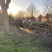 Planting trees is a way to reduce carbon in the atmosphere, but climate change is leading to more severe storms which blow them down (Picture: Wesley Johnson/PA)