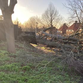 Planting trees is a way to reduce carbon in the atmosphere, but climate change is leading to more severe storms which blow them down (Picture: Wesley Johnson/PA)