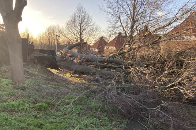 Planting trees is a way to reduce carbon in the atmosphere, but climate change is leading to more severe storms which blow them down (Picture: Wesley Johnson/PA)
