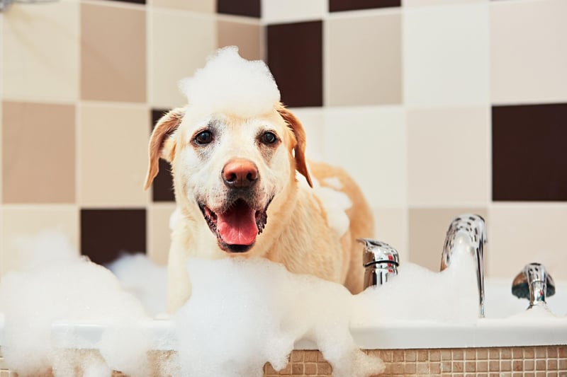 Many dog owners forget that before bathing, it is important to check if nails need to be clipped. Long nails make it harder for dogs to have a good grip in the bath, and will often fall over, especially if they are a small breed such as a Yorkshire Terrier.