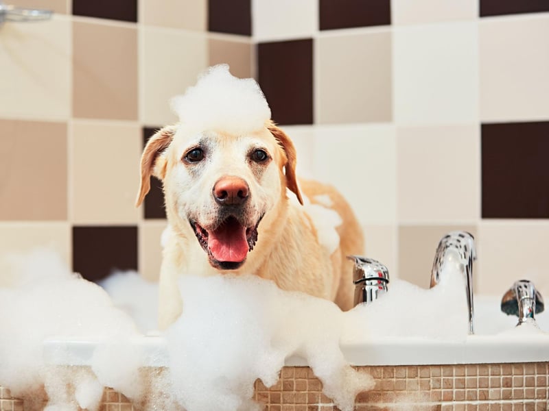 Many dog owners forget that before bathing, it is important to check if nails need to be clipped. Long nails make it harder for dogs to have a good grip in the bath, and will often fall over, especially if they are a small breed such as a Yorkshire Terrier.
