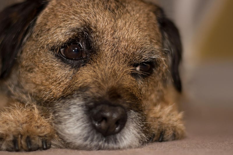 Many terriers can be a bit of a handful in a busy pub environment but the Border Terrier is probabaly the calmest. They still have that endearing bouncy energy when out-and-about but tend to be pretty mellow when inside. Their diminuative size also means they're unlikely to get in the way.