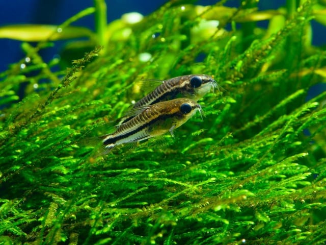 If you want a school of fish to help with the cleaning of your tank then the Pygmy Cory is the species for you - hoovering up small particles of food left by other aquarium inhabitants. The tiny silvery bewhiskered fish can be seen as prey for larger fish though, so be careful what you mix them with.