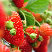 According to Tesco, record levels of sunshine across Britain in recent weeks have led to an estimated 20 per cent increase in strawberry production. (Credit: Shutterstock)