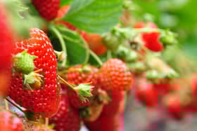 According to Tesco, record levels of sunshine across Britain in recent weeks have led to an estimated 20 per cent increase in strawberry production. (Credit: Shutterstock)
