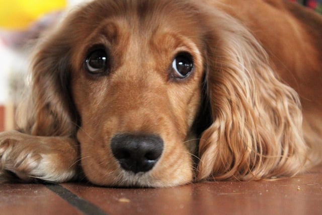 Cocker Spaniels are the 18th most intelligent species of dog according to behavioural experts. In 2015 a four-year-old Cocker Spaniel cocker named Ginger from Strone, near Dunoon. took Gaelic classes with her owner and mastered basic commands like suidh (sit) and fuirich (stay) in only three weeks.