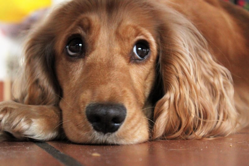 Cocker Spaniels are the 18th most intelligent species of dog according to behavioural experts. In 2015 a four-year-old Cocker Spaniel cocker named Ginger from Strone, near Dunoon. took Gaelic classes with her owner and mastered basic commands like suidh (sit) and fuirich (stay) in only three weeks.