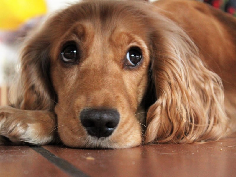 Cocker Spaniels are the 18th most intelligent species of dog according to behavioural experts. In 2015 a four-year-old Cocker Spaniel cocker named Ginger from Strone, near Dunoon. took Gaelic classes with her owner and mastered basic commands like suidh (sit) and fuirich (stay) in only three weeks.