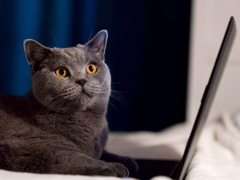 Energetic and independent, the British Shorthair is one of the world's popular cat breeds. Friendly in nature, this breed often gravitates to one household member.