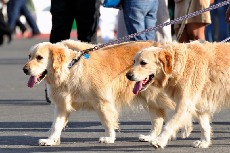 Walk with a friend. Where possible, opt for safety in numbers, a friend will provide an extra witness and backup should you encounter a dognapper.