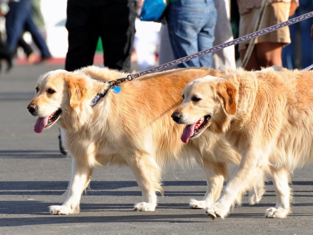 Walk with a friend. Where possible, opt for safety in numbers, a friend will provide an extra witness and backup should you encounter a dognapper.