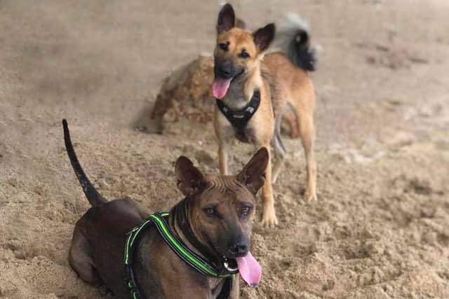 Poppy who is now in Edinburgh with Tarn who Mark hopes to bring home next year
