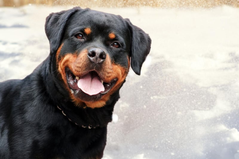 A breed that sometimes get a bad reputation for being aggressive, a well-bred Rottweiler will only show aggression when it, its home or its family are under threat. When not on guard dog duty they are calm, confident, loving and playful.