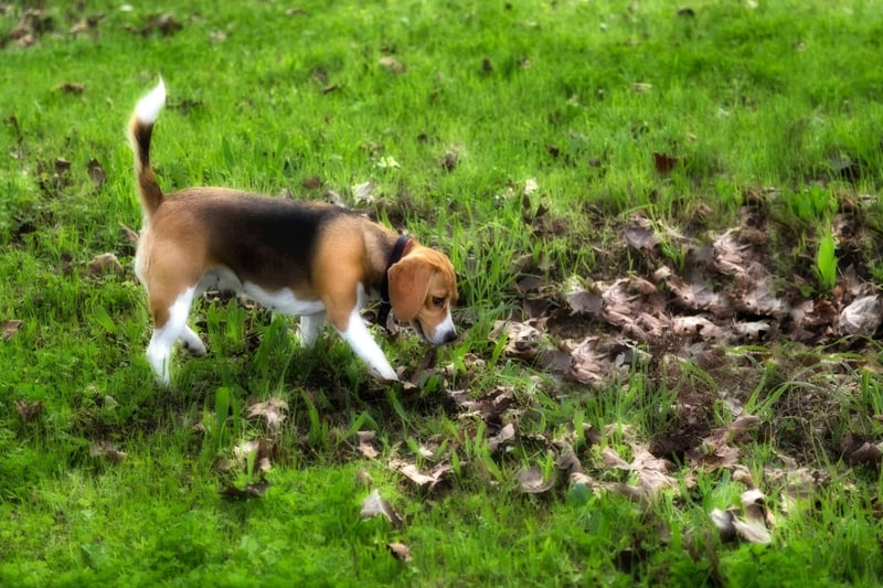 The smallest of the best search and rescue breeds, the Beagle's close proximity to the ground helps it track scents. They are also naturally curious - meaning they are as keen to get to the source of the smell as the people they are trying to save.