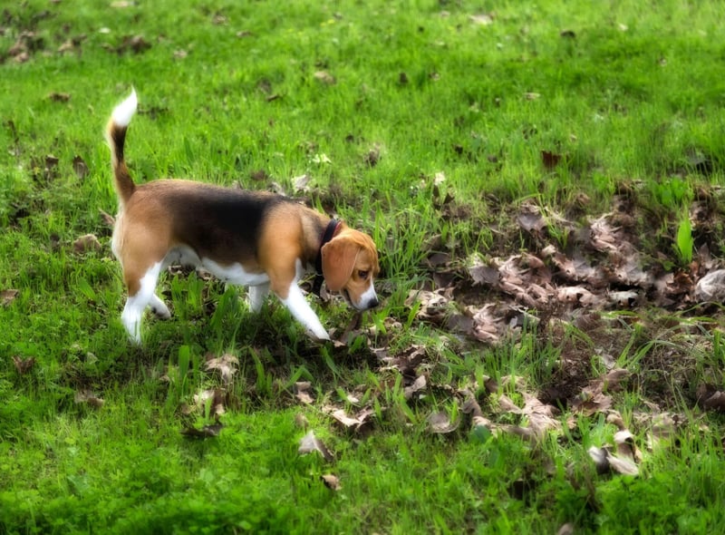The smallest of the best search and rescue breeds, the Beagle's close proximity to the ground helps it track scents. They are also naturally curious - meaning they are as keen to get to the source of the smell as the people they are trying to save.