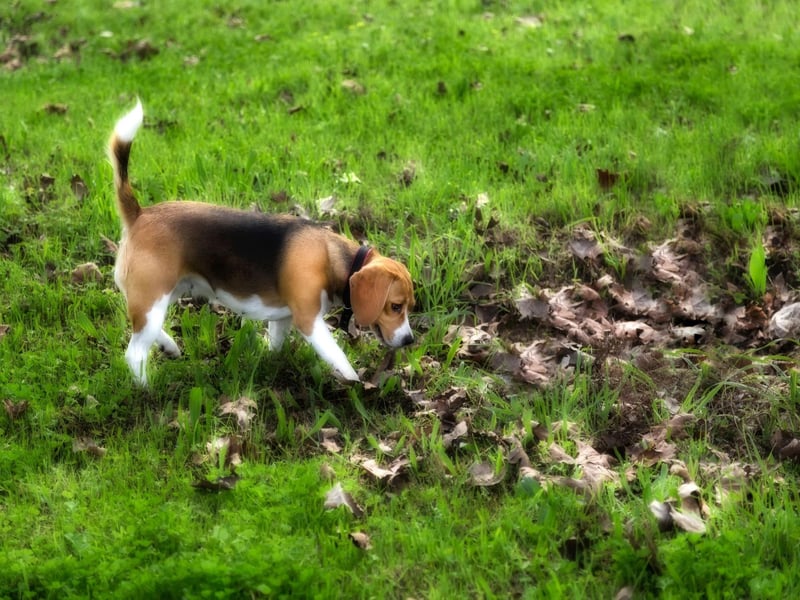 The smallest of the best search and rescue breeds, the Beagle's close proximity to the ground helps it track scents. They are also naturally curious - meaning they are as keen to get to the source of the smell as the people they are trying to save.