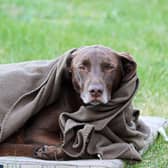 Being cold is just one of the reasons that dogs shake and shiver.