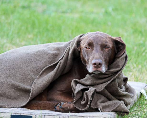 Being cold is just one of the reasons that dogs shake and shiver.