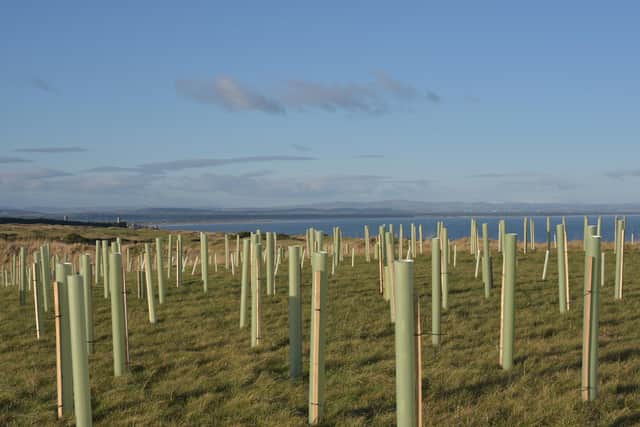 More than 2,000 trees have already been planted as part of the Kinkell Byre rewilding project