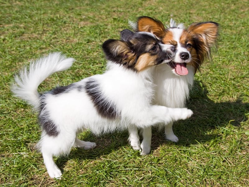 If you are looking for a smaller breed of dog that is easy to train, then the Papillon could be for you - they have quick minds and enjoy learning new things.