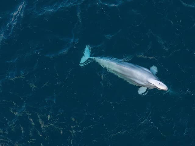 The beluga whale swimming in the Shetland Isles, January 17 2024.