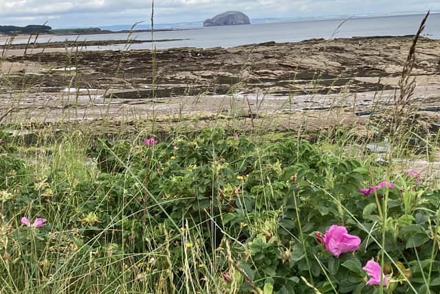 The Bass Rock on the horizon at Tyninghame. Pic: Fiona Laing
