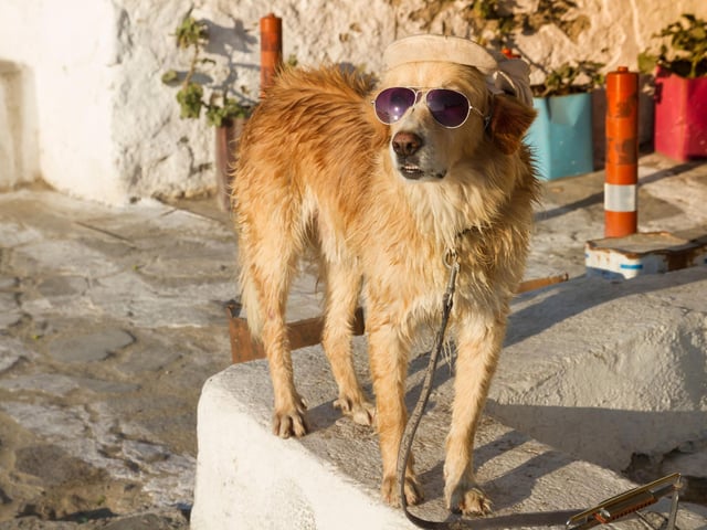 It doesn’t matter where you go, somehow your dog will always get wet or messy. Having a towel by the front door of where you’re staying can be incredibly handy, as it means you’ll never have to do a bunch of cleaning once you’ve realised your dog has made a mess. Towels will also protect furniture and the seats in rental cars if you are using one.