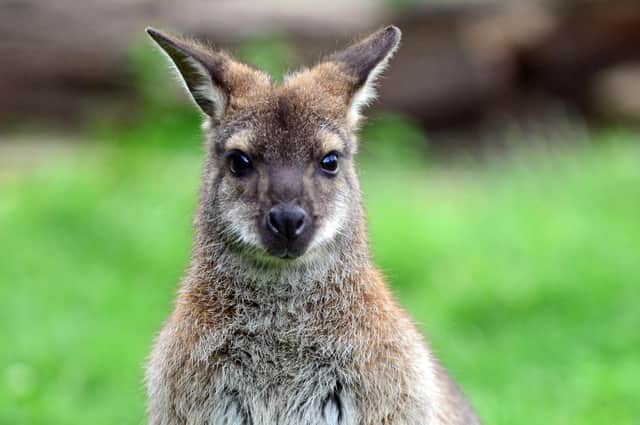 A young wallaby escaped into the countryside just a day after arriving at an Aberdeenshire petting zoo (Photo: Marie Caley).