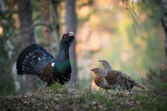 Capercaillie by Petr Šimon