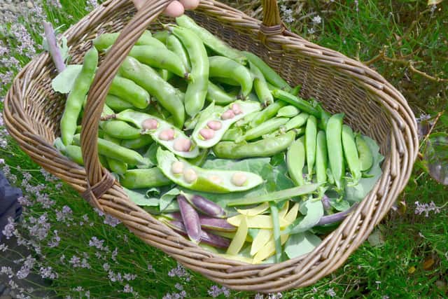 Beans and peas from the plot