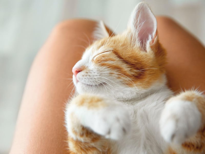 A cat who licks and grooms you is one with deep affection. Repay this loving attention by grooming your cat regularly whether they are short or long-haired. Check their nails are being kept short for climbing and hunting. If they start to get stuck in materials, they may need to be trimmed to stop them from growing in on their paws.