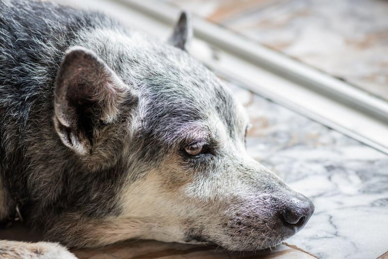 Often the first sign that your dog is suffering from arthritis is a change in their mobility. While you may think slowing down is natural as they get older, if you notice your dog is less enthusiastic or struggling to walk, climb stairs or jump as easily as usual, it could indicate that they are in pain and suffering from arthritis.