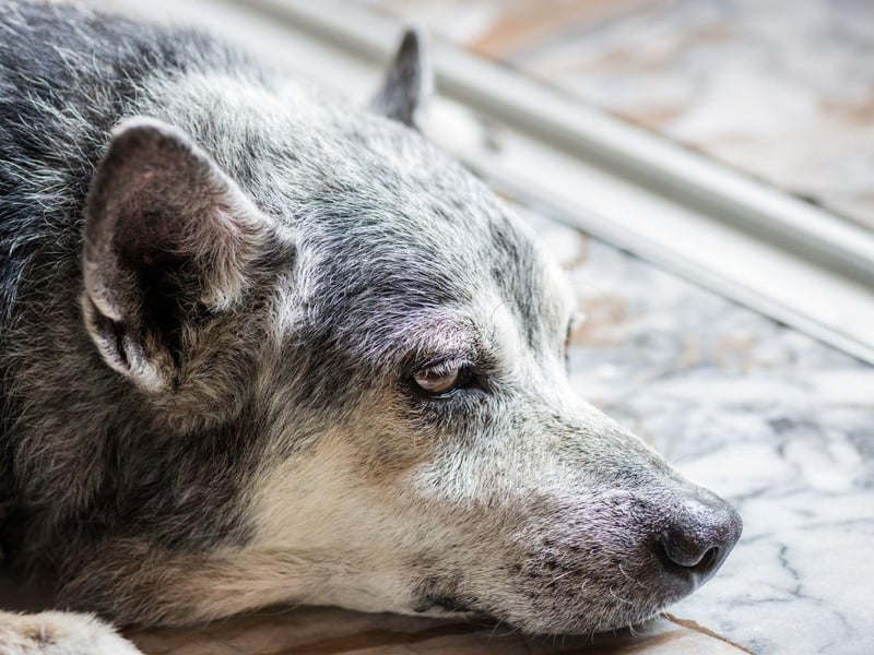 Often the first sign that your dog is suffering from arthritis is a change in their mobility. While you may think slowing down is natural as they get older, if you notice your dog is less enthusiastic or struggling to walk, climb stairs or jump as easily as usual, it could indicate that they are in pain and suffering from arthritis.