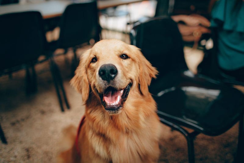 As is often the case, what is true of the Labrador Retriever is also true of the Golden Retriever. Symptoms of canine ear infections include your dog shaking its head, scratching at the affected ear, and a dark discharge.