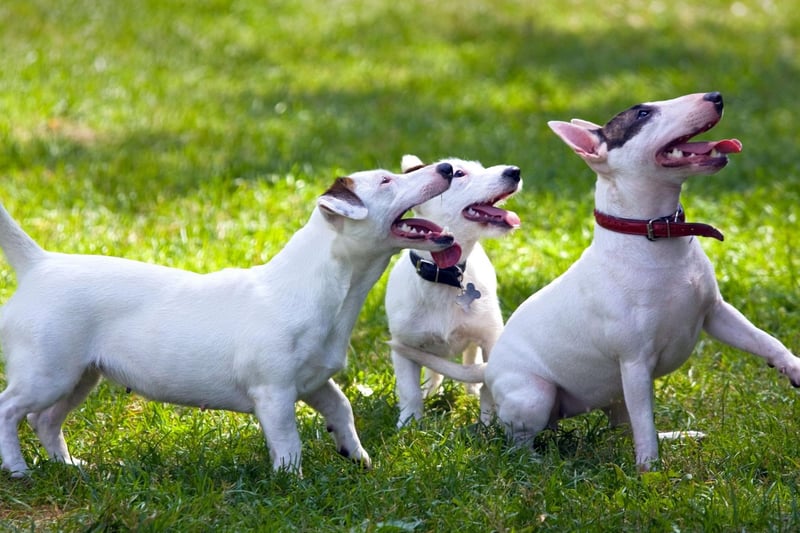 A high energy dog needs a similarly lively collective noun - hence a tornado of Terriers.