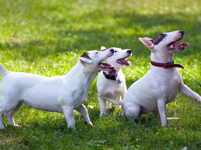 A high energy dog needs a similarly lively collective noun - hence a tornado of Terriers.
