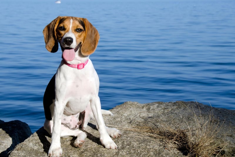 The mischievous and fun Beagle commands a price tag of around £2,000-£2,500.