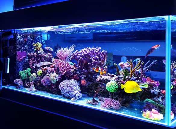 Setting up and maintaining a tropical fish aquarium is a fun and educational hobby.