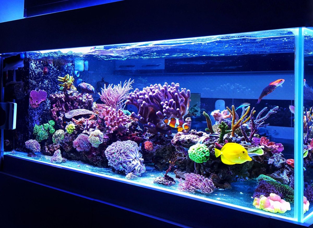 Tropical Fish 2023: These are the 11 most popular types of colourful aquarium  fish in Britain - including the colourful Guppy