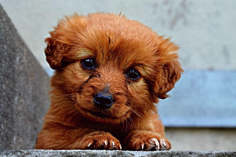 The parks of Reykjavik are filled with Perias - it's the most popular female dog name in Iceland.