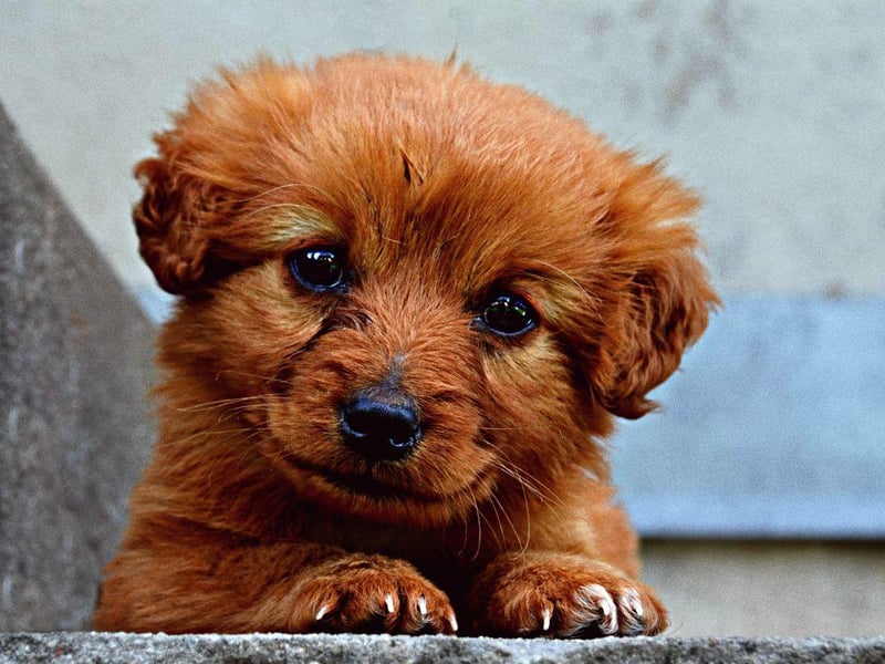 The parks of Reykjavik are filled with Perias - it's the most popular female dog name in Iceland.