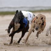 Greyhound racing at Shawfield Stadium. Picture: Ian Rutherford