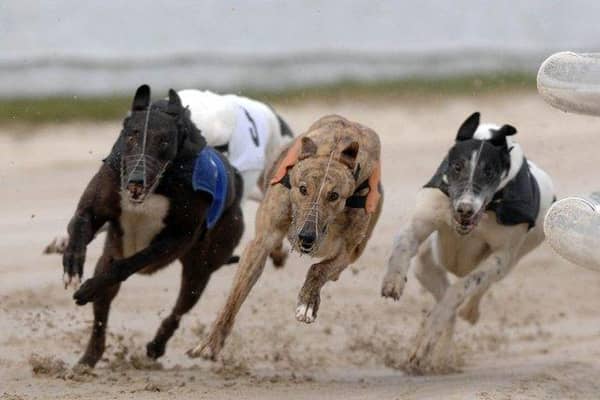 Greyhound racing at Shawfield Stadium. Picture: Ian Rutherford